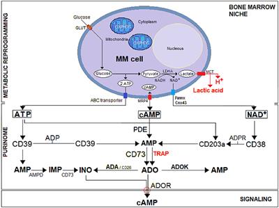 CD38 in Adenosinergic Pathways and Metabolic Re-programming in Human Multiple Myeloma Cells: In-tandem Insights From Basic Science to Therapy